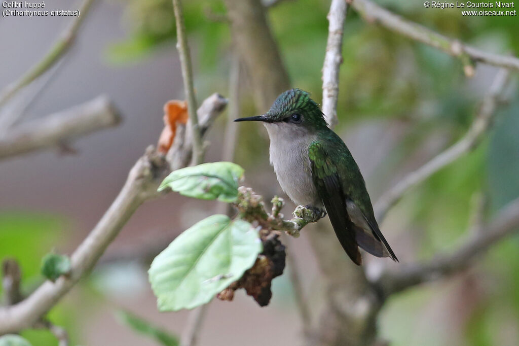 Antillean Crested Hummingbird