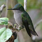 Colibri huppé