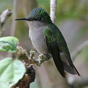 Antillean Crested Hummingbird