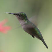 Antillean Crested Hummingbird