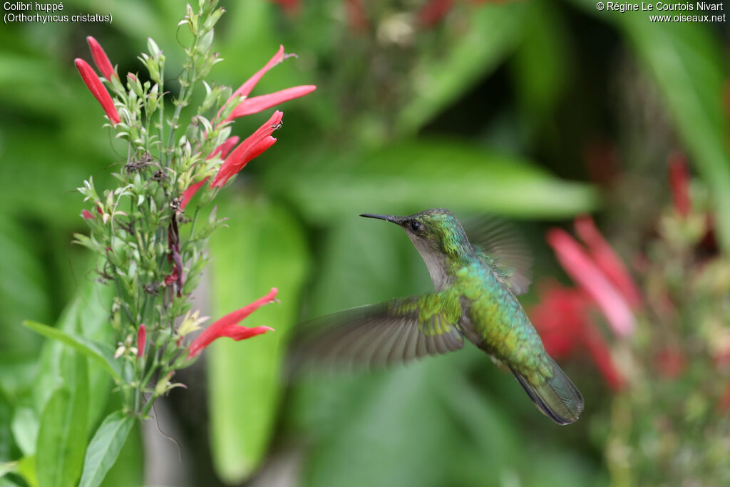 Colibri huppé