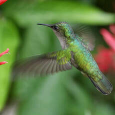 Colibri huppé