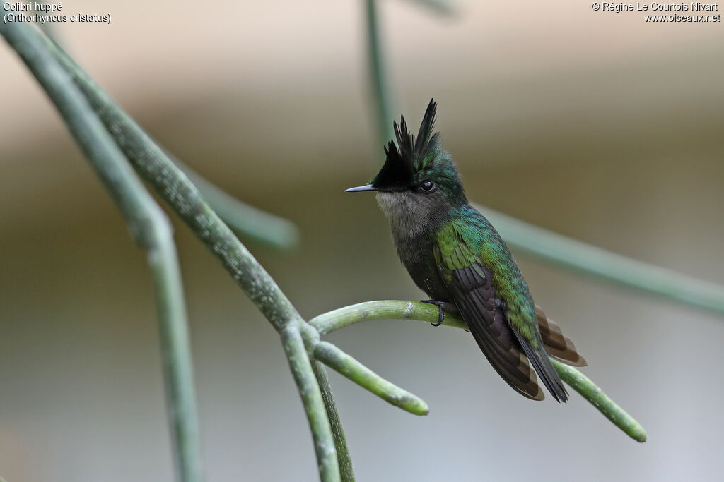 Colibri huppé