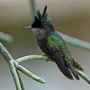 Antillean Crested Hummingbird