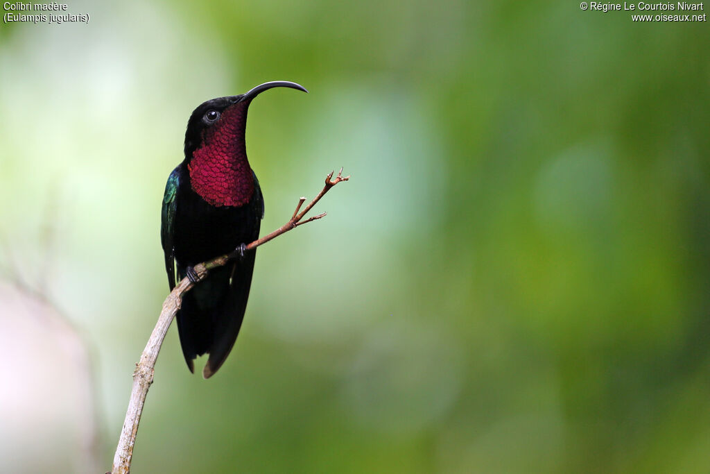 Purple-throated Carib