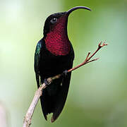 Purple-throated Carib