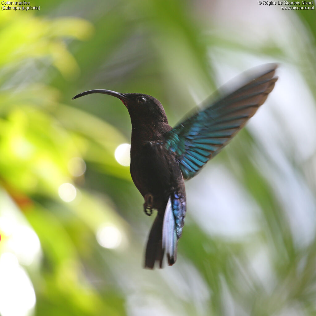 Purple-throated Carib