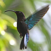 Purple-throated Carib