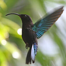 Colibri madère