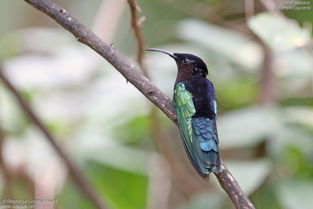 Colibri madère