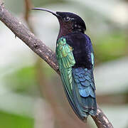 Purple-throated Carib