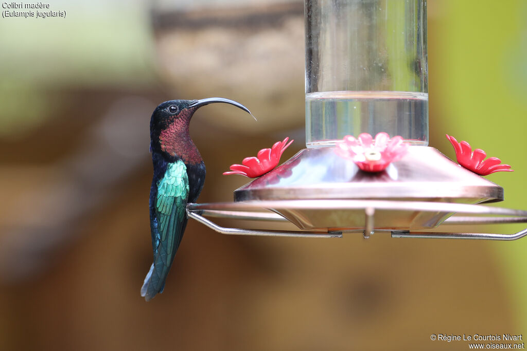 Colibri madère