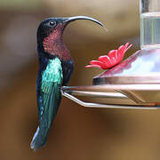 Purple-throated Carib