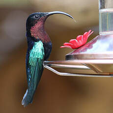 Colibri madère