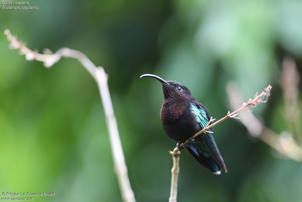 Colibri madère