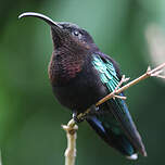 Colibri madère