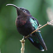 Purple-throated Carib