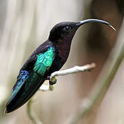 Purple-throated Carib