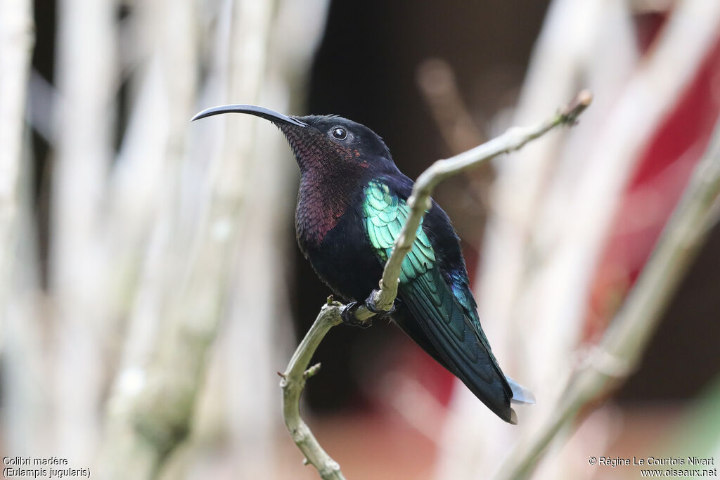 Colibri madère