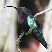 Purple-throated Carib