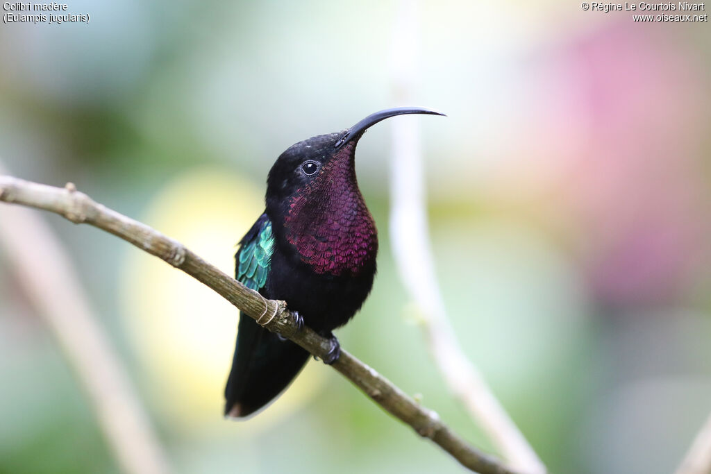 Colibri madère