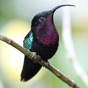 Purple-throated Carib