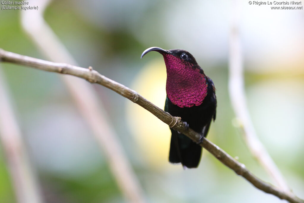 Colibri madère