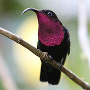 Purple-throated Carib