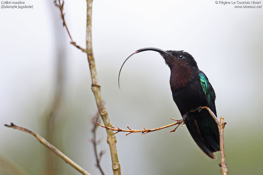 Purple-throated Carib