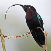 Purple-throated Carib