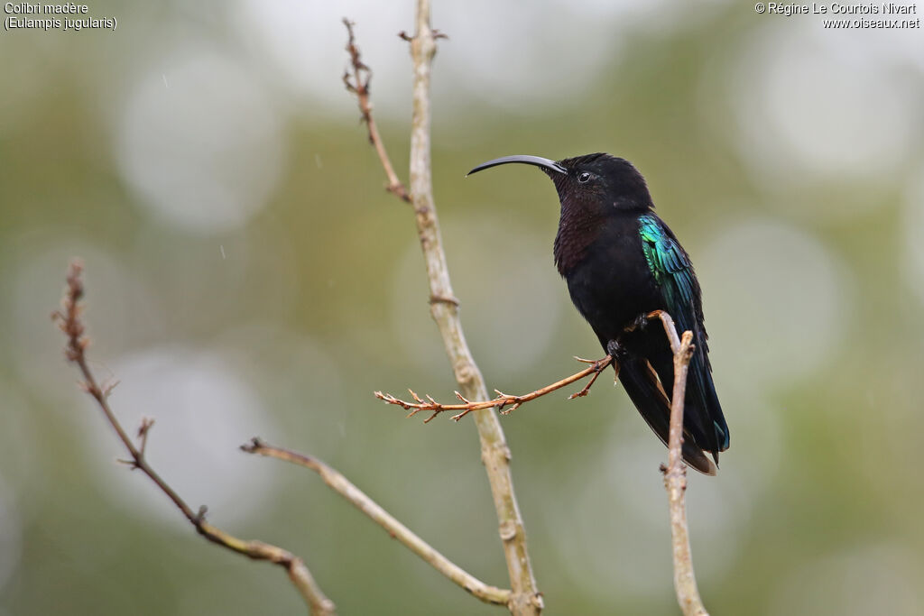 Purple-throated Carib