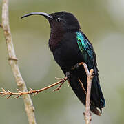 Purple-throated Carib