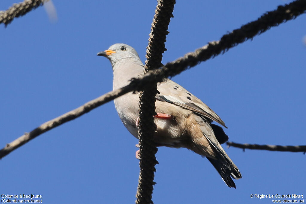 Croaking Ground Dove