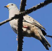 Croaking Ground Dove