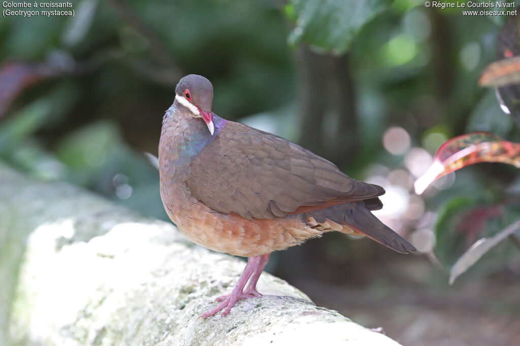 Bridled Quail-Dove