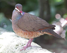 Bridled Quail-Dove