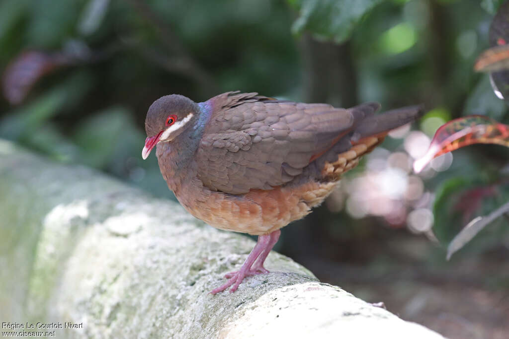 Colombe à croissantsadulte, identification