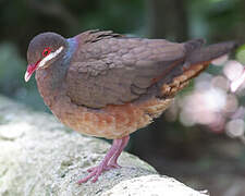 Bridled Quail-Dove