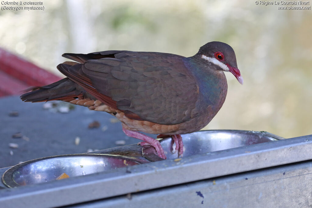 Bridled Quail-Dove