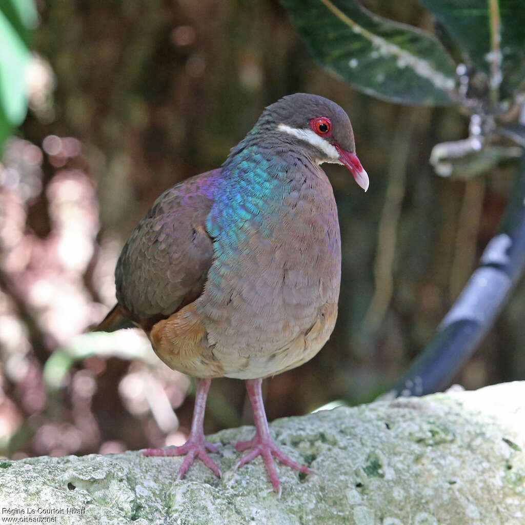 Colombe à croissantsadulte, habitat, pigmentation