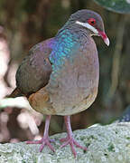 Bridled Quail-Dove