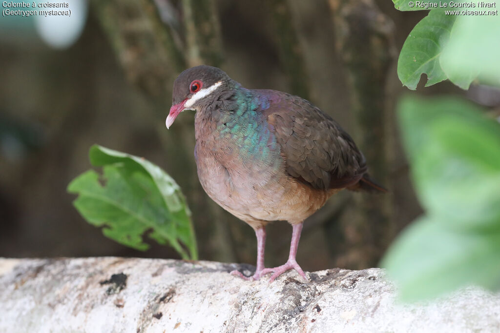 Bridled Quail-Dove