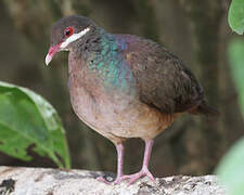 Bridled Quail-Dove