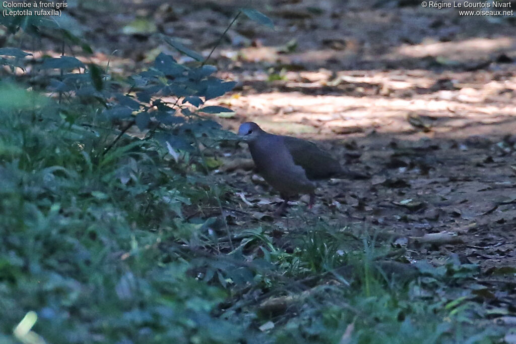 Colombe à front gris