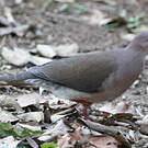 Colombe à front gris