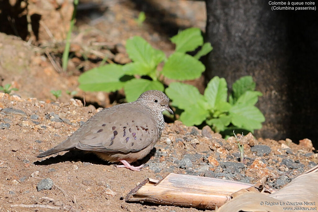 Common Ground Dove