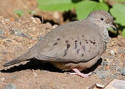 Common Ground Dove