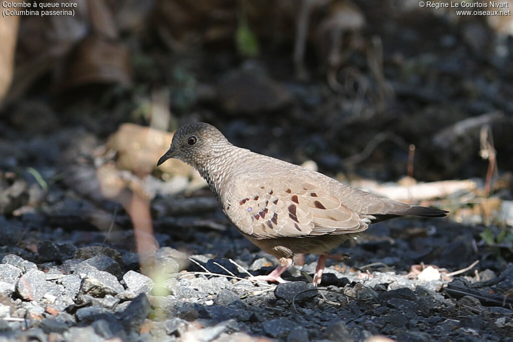 Common Ground Dove