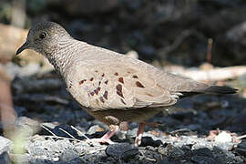 Common Ground Dove