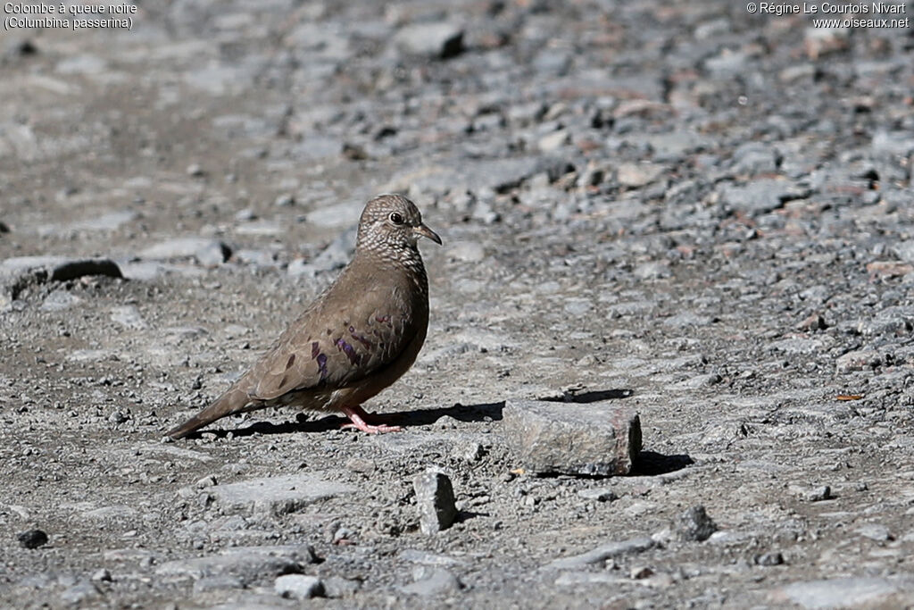 Common Ground Dove